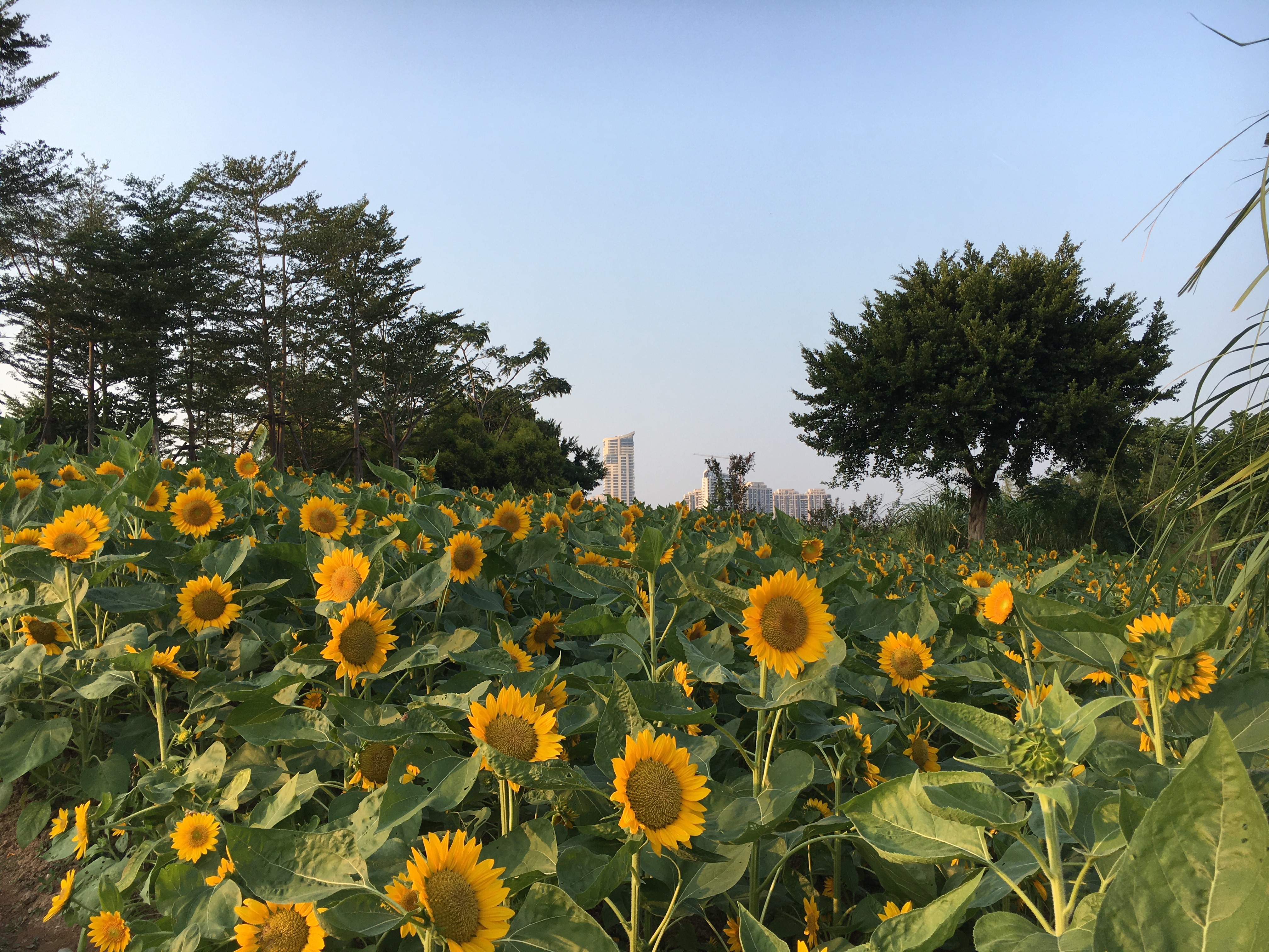 园博苑旅游攻略,厦门园博苑旅游攻略