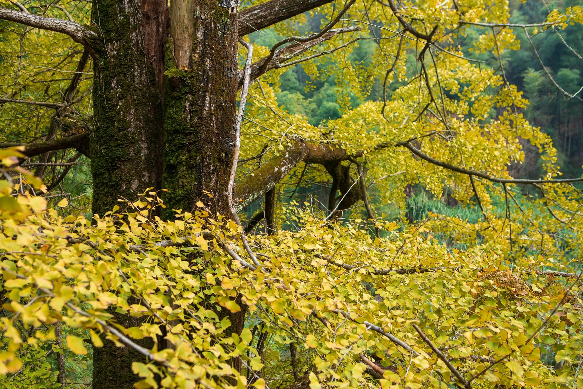 高岭古村银杏,高岭乡高岭村
