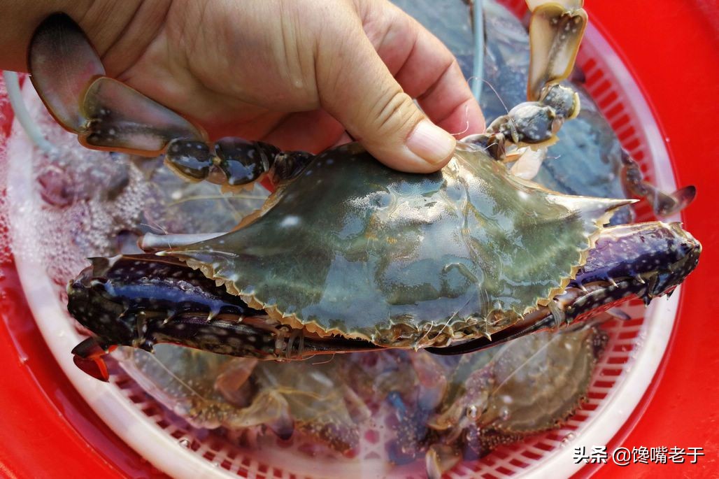 如何挑梭子蟹肥不肥,买到这种梭子蟹千万别吃不新鲜