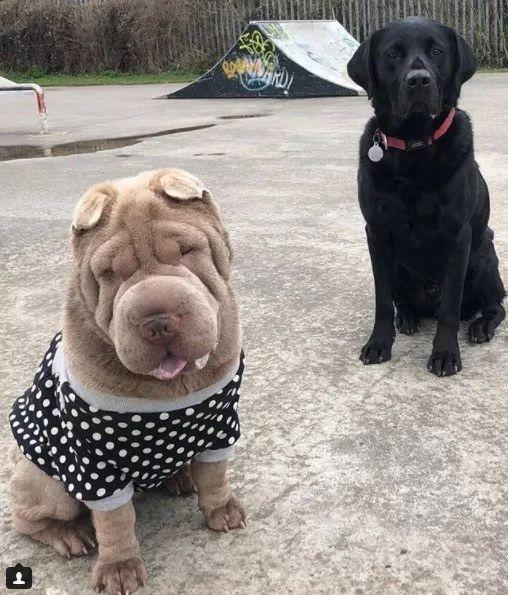 当这只整天都“睡不醒”的沙皮，遇上一位心灵手巧的铲屎官