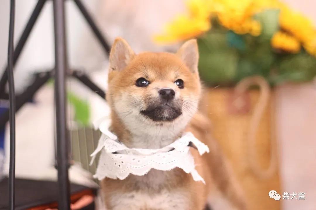 5000块钱能买多少个柴犬币,500块钱能买到什么样的品种柴犬