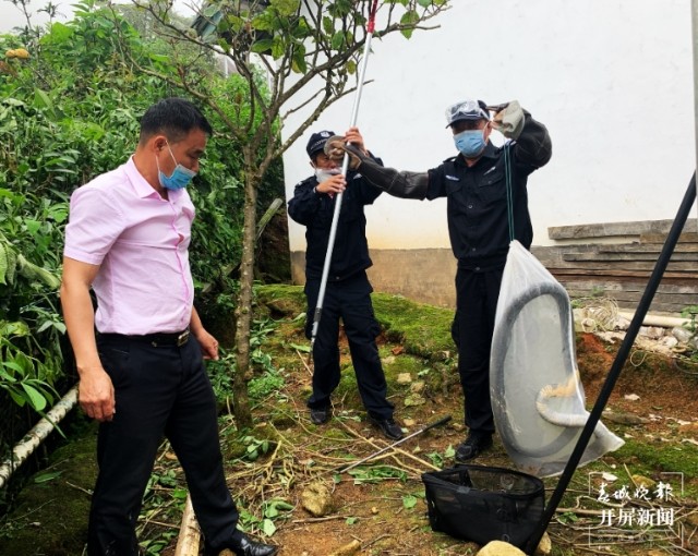 普通蛇遇到眼镜王蛇为何不逃走,哪些蛇最怕眼镜王蛇