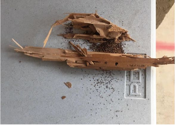 家里有白蚁最简单处理方法,白蚁处理方法家里发现白蚁怎么治