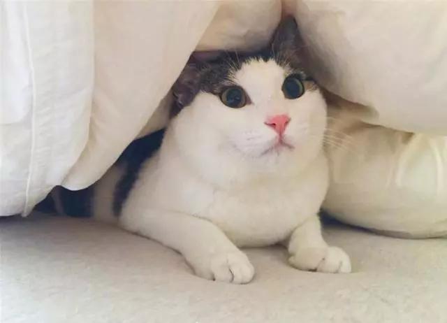 猫咪为什么在房间里乱尿,猫咪被其他猫欺负会乱尿吗