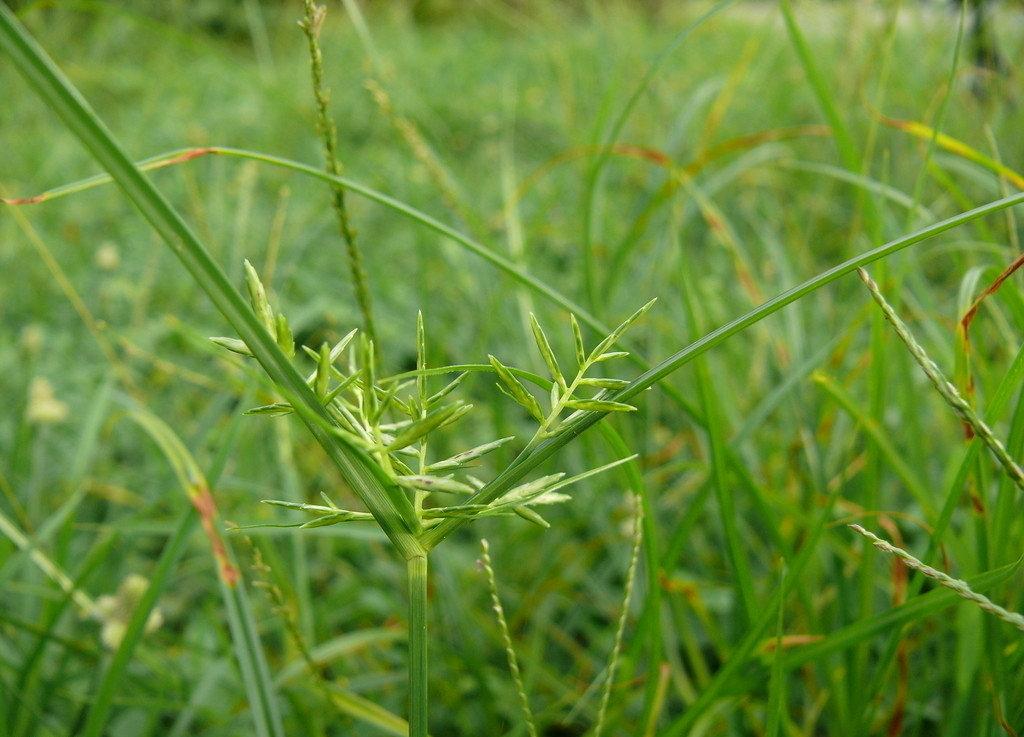 各种边坡绿化草种,边坡绿化草种如何选择