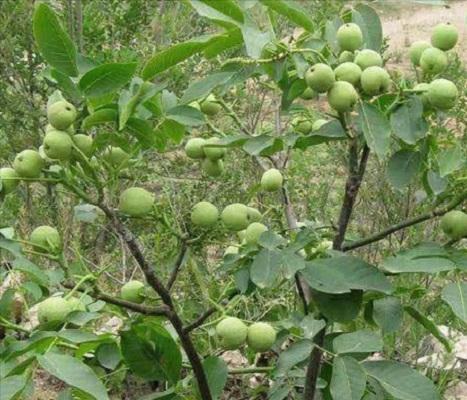 十大最好的核桃产地排名,最好核桃产地在哪里