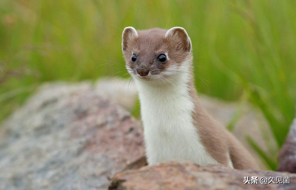 捉了黄鼠狼应该打死还是放了,黄鼠狼抓到后去哪里放生