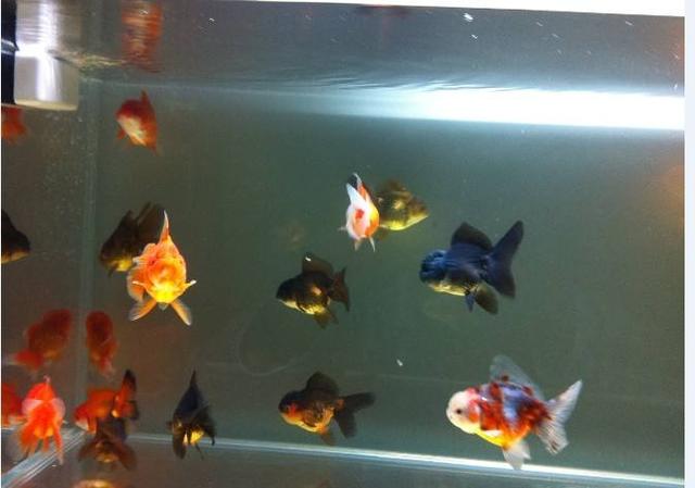 买观赏鱼需要注意的事项,购买观赏鱼应该注意什么