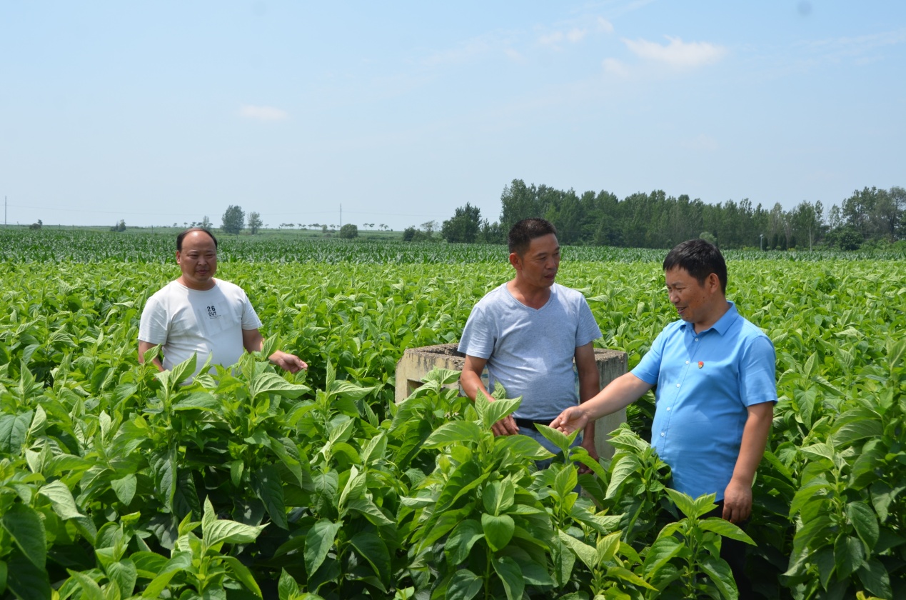 建功立业在乡村——记镇平县枣园镇城隍庙村第一书记徐建业