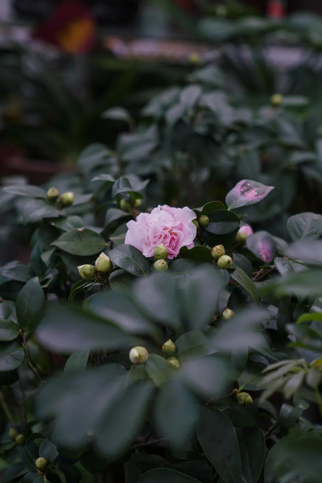 乌鲁木齐附近最便宜的花市,乌鲁木齐市花街在哪里