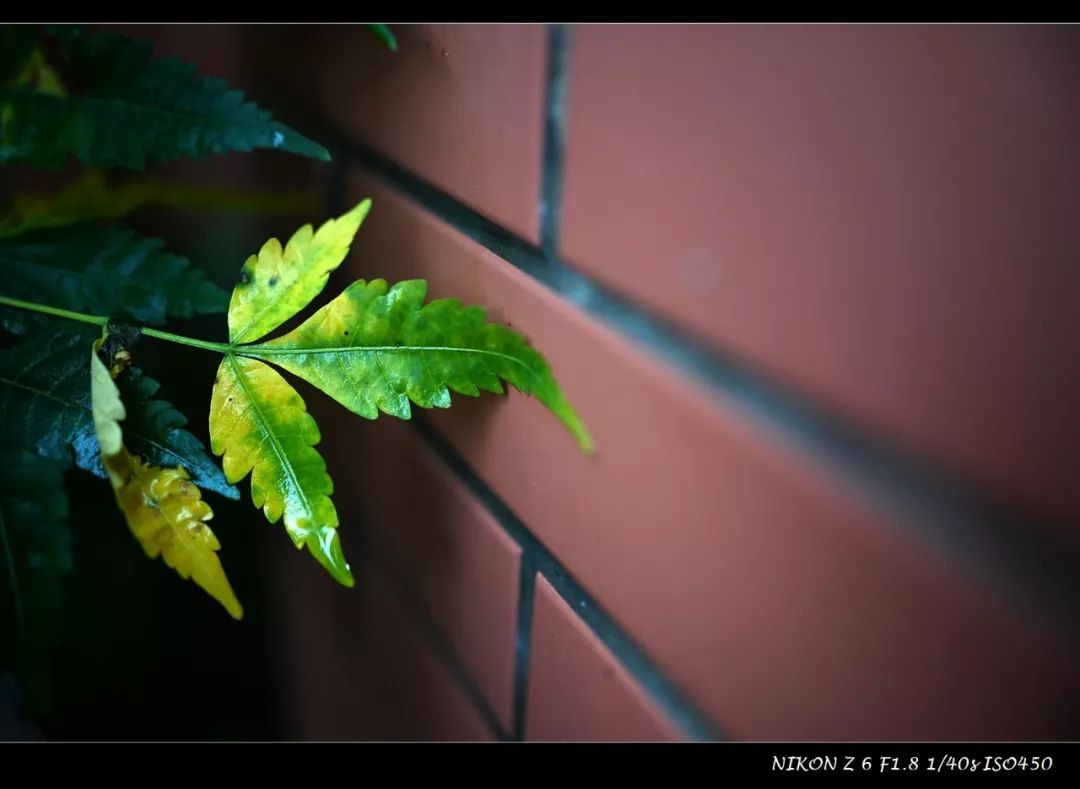 尼康35mmf1.4z卡口镜头质量如何,尼康z50配35mm1.8
