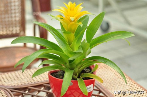 鸿运当头结了四个月的花苞不开花,鸿运当头的花怎么养不死