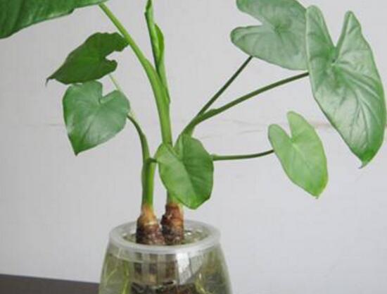 滴水观音烂根怎样处理,水培滴水观音不烂根土培就烂根