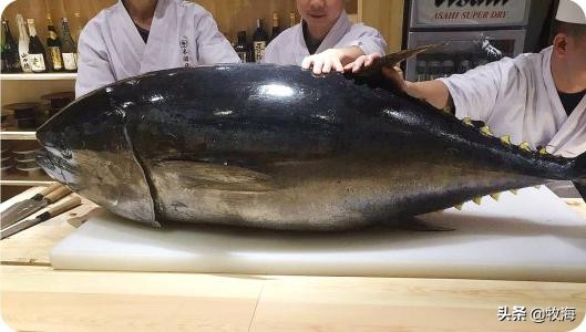 中国蓝鳍金枪鱼养殖牧场,深海大型网箱养殖蓝鳍金枪鱼