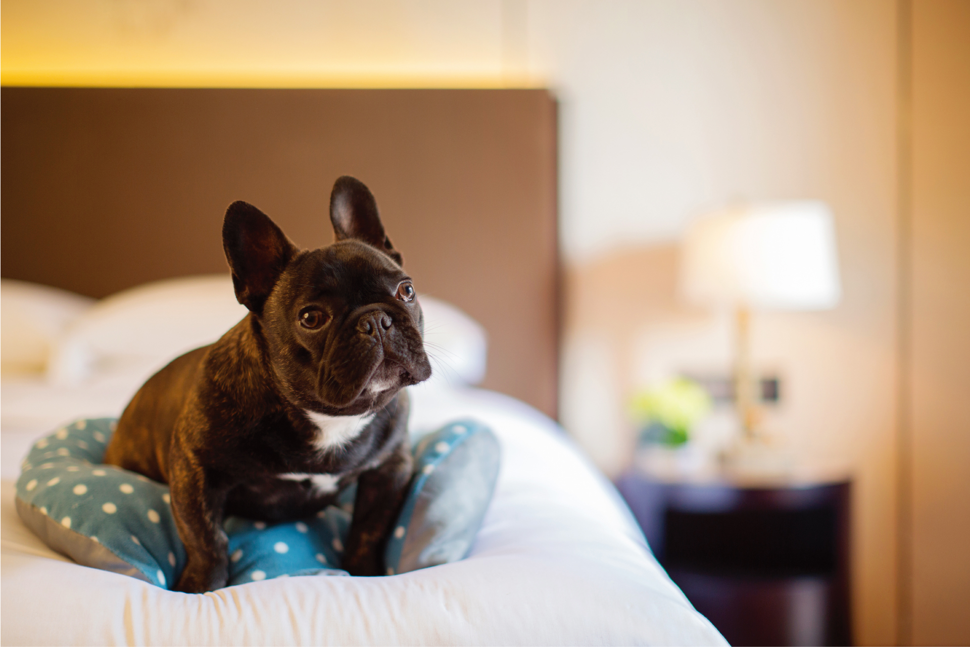 崇明金茂凯悦酒店游泳,金茂崇明凯悦酒店