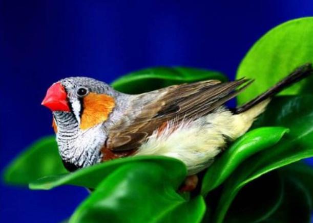 真的适合成对养！珍珠鸟这样养才更好