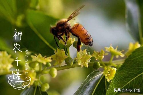 野生枣花蜜和枣花蜜哪个好,枣花蜜为什么叫枣花蜜呢