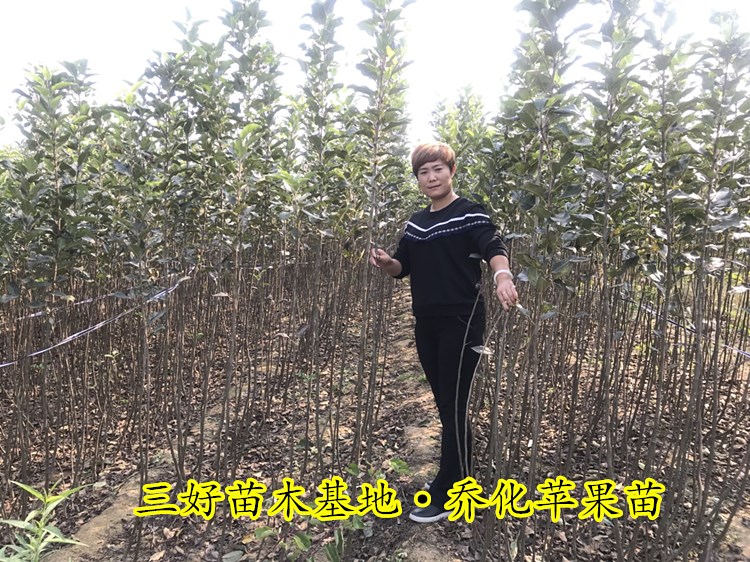 苹果苗新品种鲁丽成熟时间,鲁丽苹果苗短枝与长枝区别