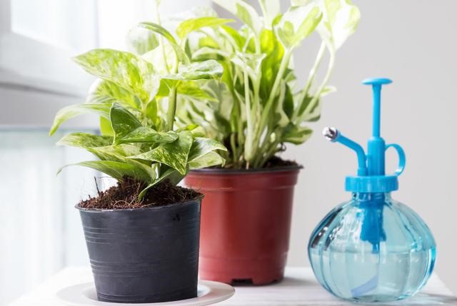 绿萝茎叶发黑腐烂怎么回事,绿萝根茎发黑怎么处理