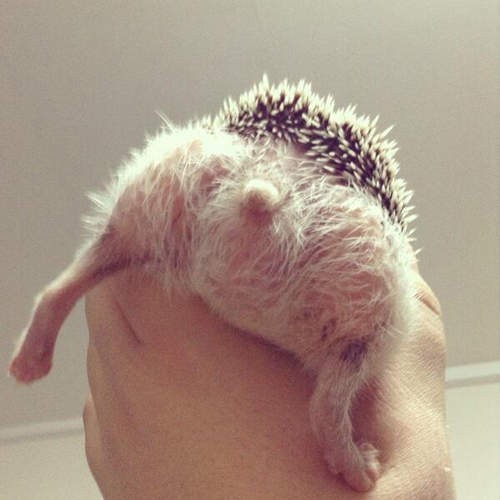 养刺猬太可爱了,养刺猬一周后的体验