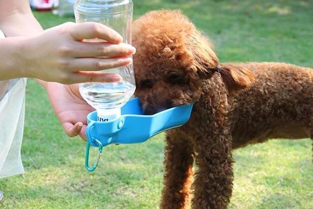 泰迪泪痕毛要剪掉吗,幼犬泰迪泪痕臭臭的