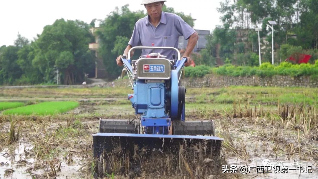 “仙草林”有什么致富宝？“罗曼粉”还可以下“金蛋.......