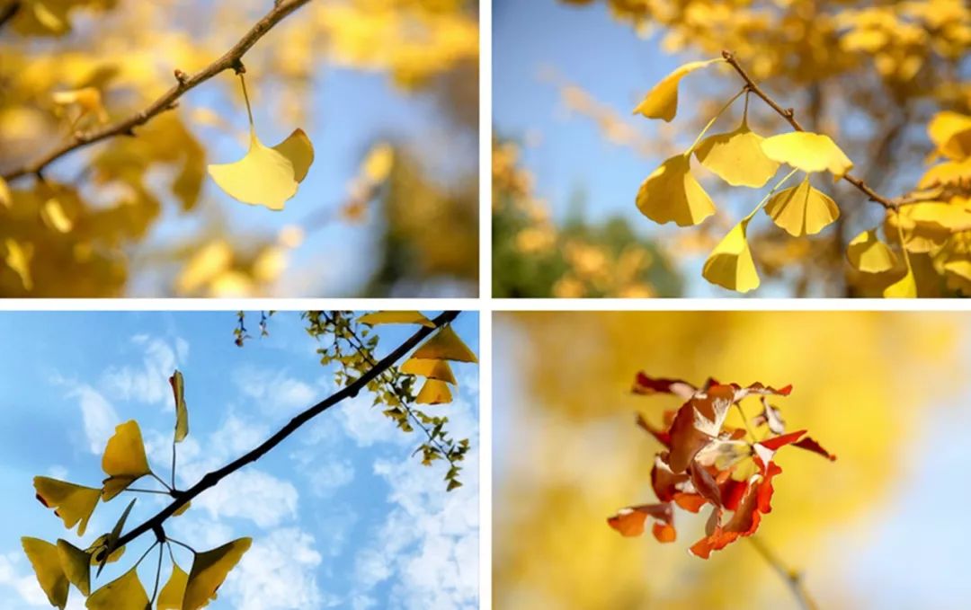 武汉职业技术学院校园风采,武汉职业技术学院风景