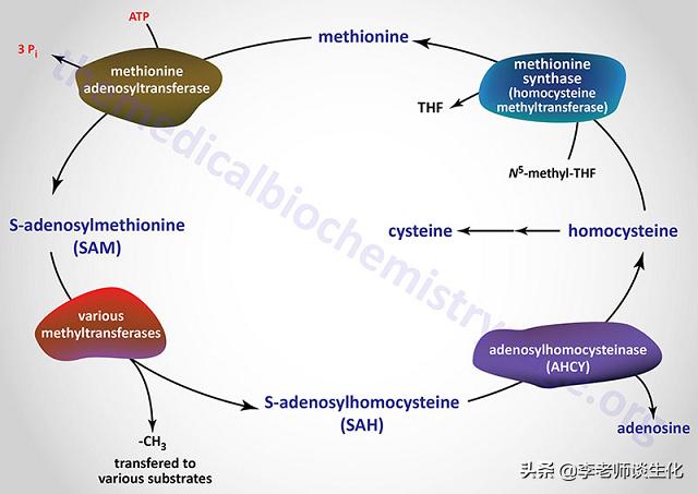 氨基酸衍生物类,鱼类氨基酸代谢过程
