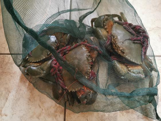 廉江龙营钓鱼视频,湛江市遂溪草潭码头钓鱼视频