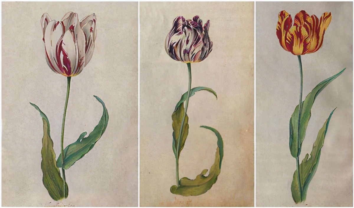 荷兰发生的历史大事,美国最大的金融危机