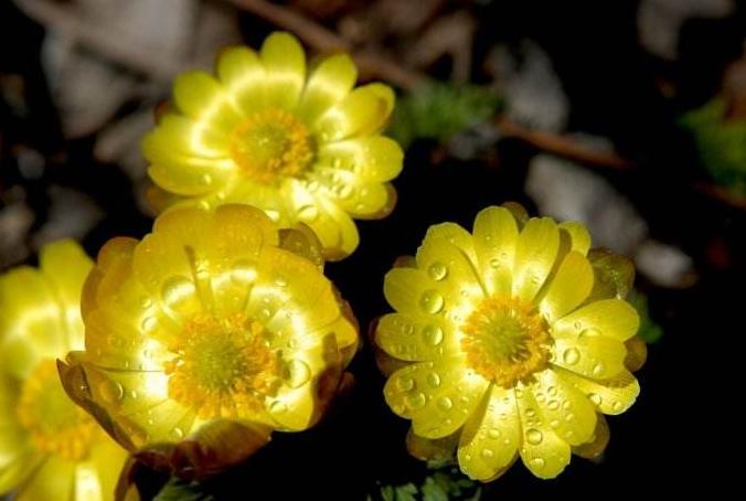 冰凌花带花苞盆栽,冰凌花盆栽种植方法