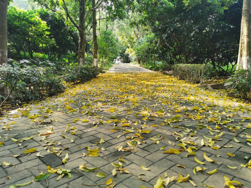 东莞长安周边一日游景点大全,东莞松山湖一日游最佳攻略