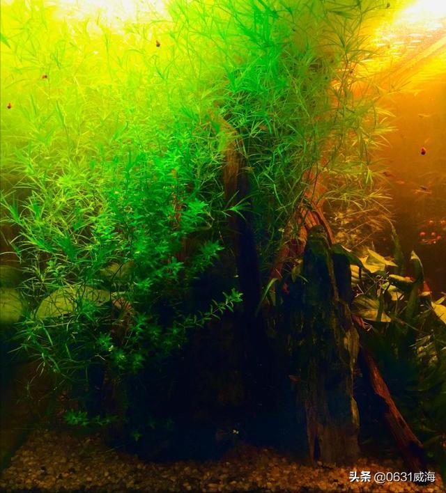 水草缸中的水藻怎么处理,新开水草缸浑浊原因有哪些