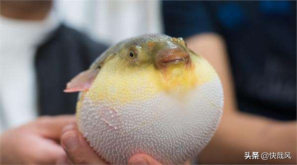 日本武士最丑披风,日本武士为什么要穿沉重的盔甲