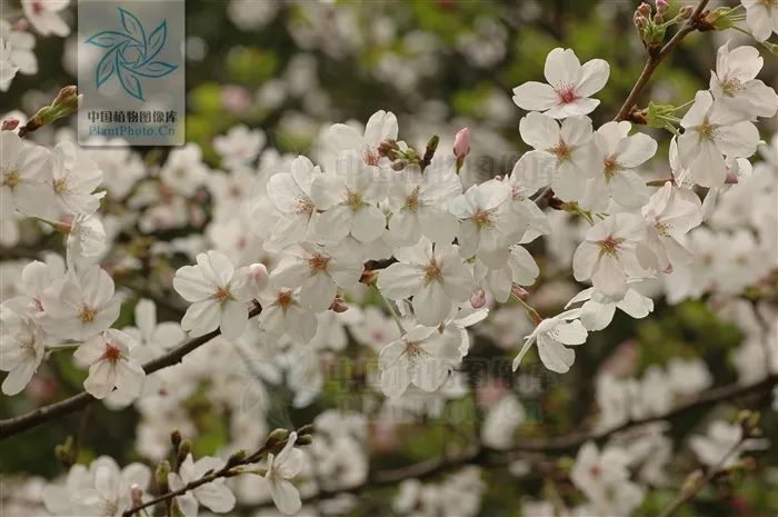 樱花结的果实叫樱桃吗,樱花结出来的果子是樱桃吗