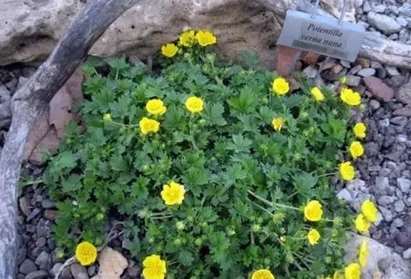 岩石花园景区,岩石园常用花卉