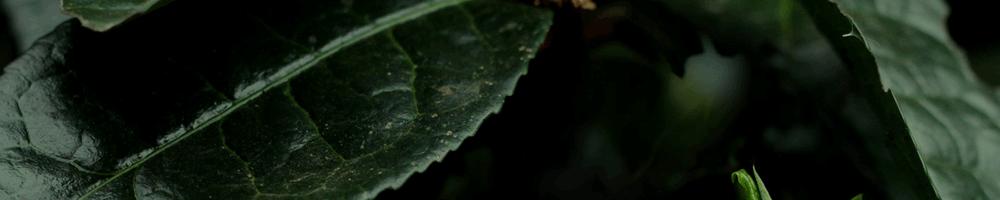 梅子箐有梅子味道吗,梅子箐古树茶可以保存多久