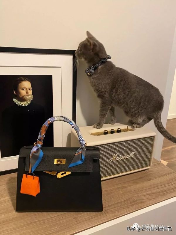 超好看的宠物包,好看又大的宠物包