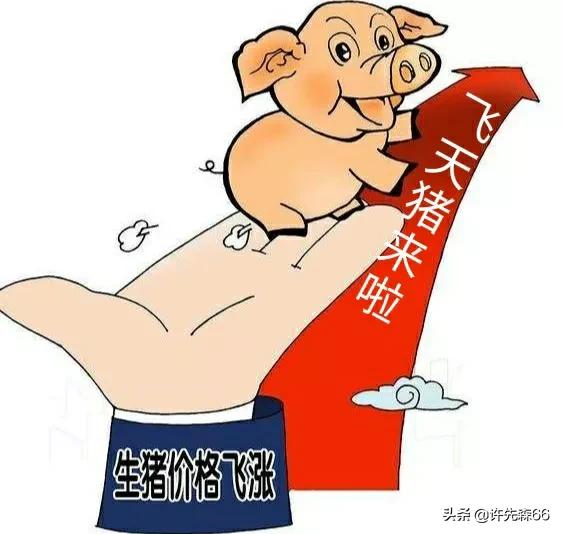 听专家来判断猪价还能上涨多久,今年最近的猪价有没有上涨的趋势
