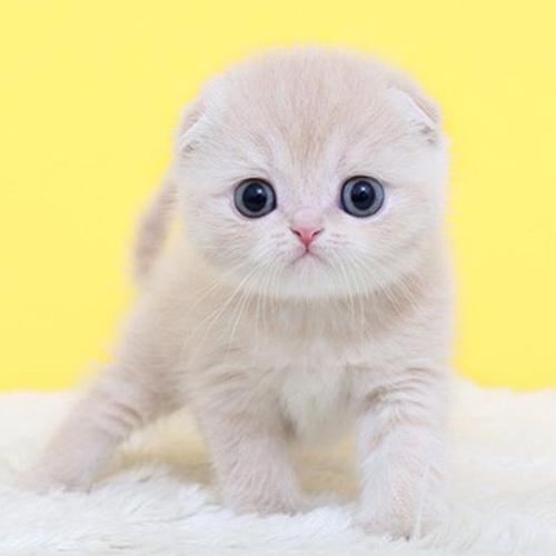 猫咪品种大全及图片与介绍,白色带渐黄短毛猫咪品种大全