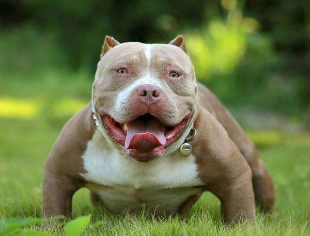 狗狗脾气变暴躁的原因及解决方法,狗狗脾气不好总咬人怎么回事