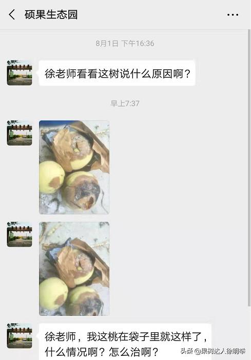 桃子褐腐病和炭疽病的区别,怎样防桃子褐腐病