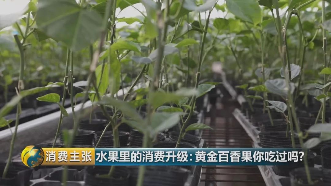 黄金百香果口感和普通百香果有何区别？