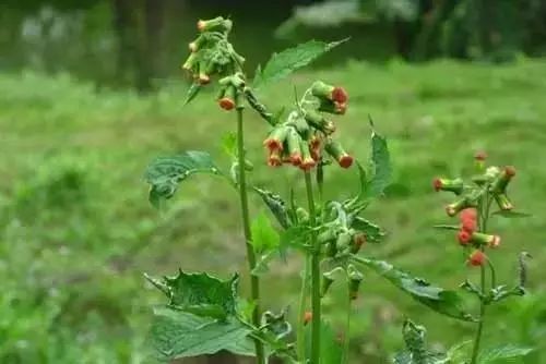 农村常见野花野草,这些野菜农村随处见