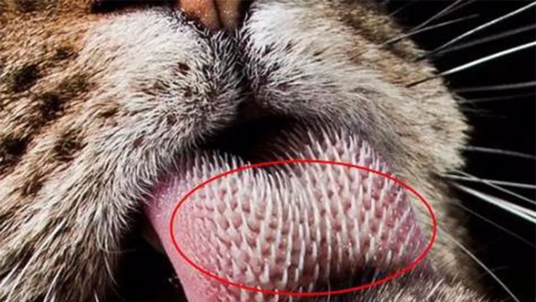 为什么雄性猫比较喜欢咬人,猫为什么在繁衍时刮伤雌性