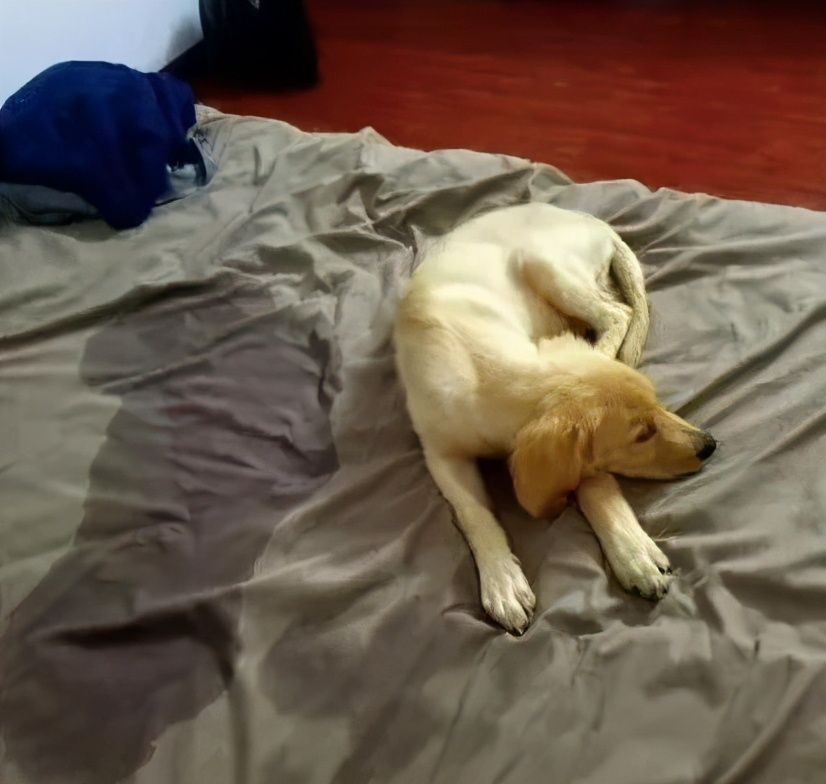 金毛把家淹了后续,金毛被阉