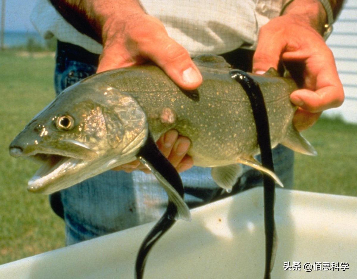 乌合麒麟给孟晚舟画的画图片,乌合麒麟孟晚舟作品解读