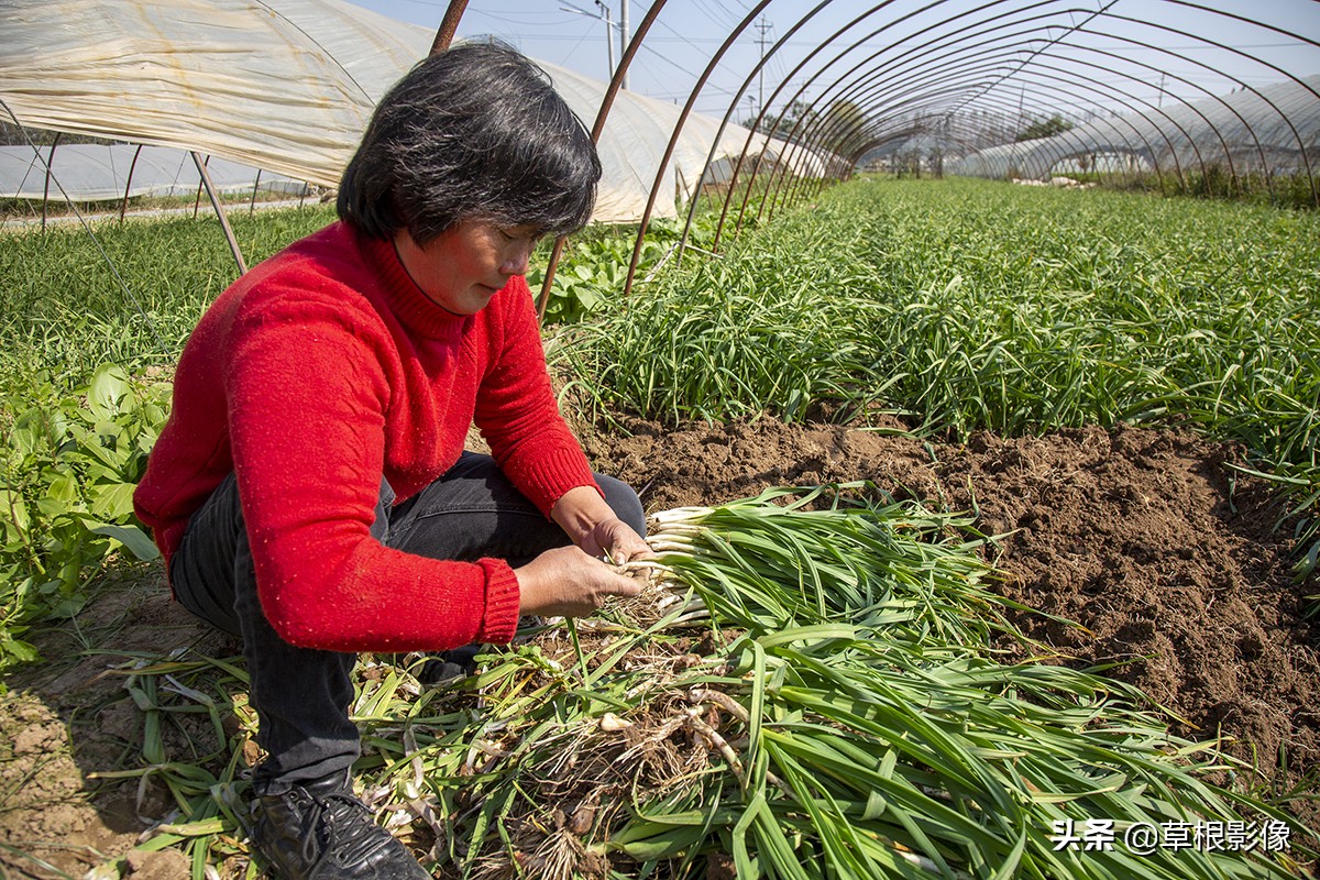 蒜苗产量一亩有多少利润,假蒜苗长什么样子