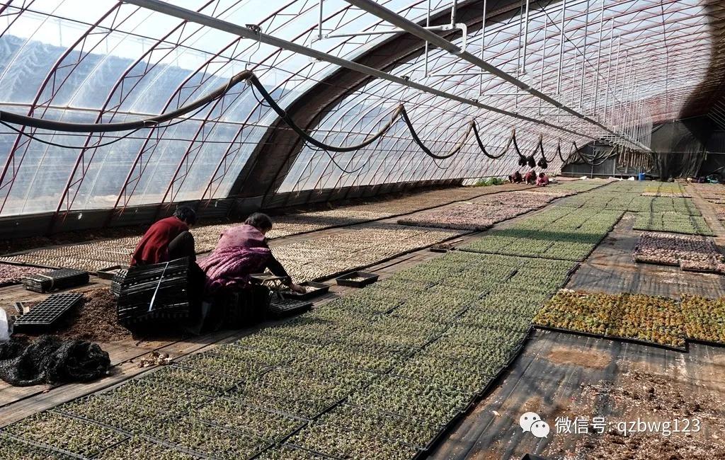 曲周县西木多肉科技,河北曲周多肉植物批发