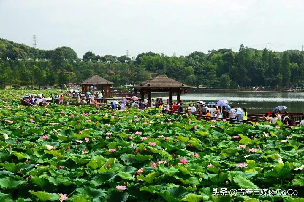 深圳荷花公园好去处,深圳荷花景点推荐
